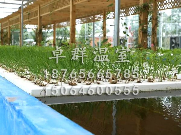 魚菜共生